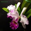 C.Eva's fabula gloriosa (dowiana x gaskelliana alba)..